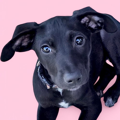 picture of the dog needing adoption