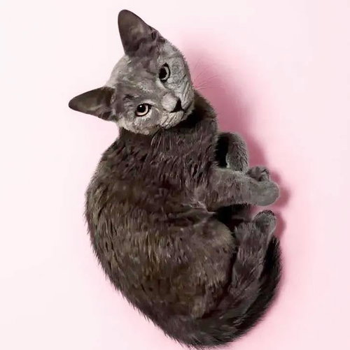 picture of the cat needing adoption