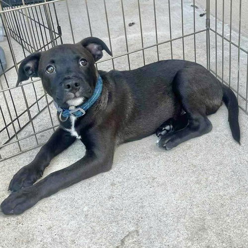 picture of the dog needing adoption