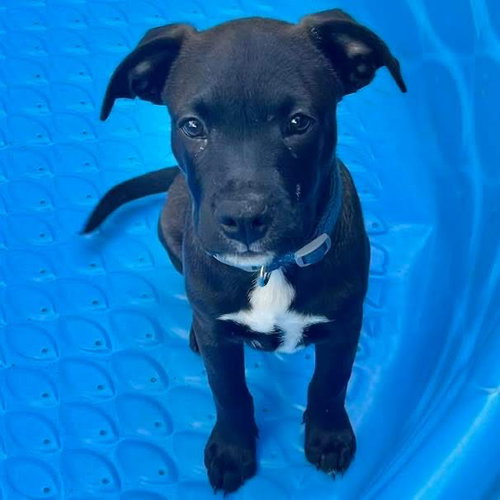 LITTLE BEAR - Labrador Retriever available for adoption