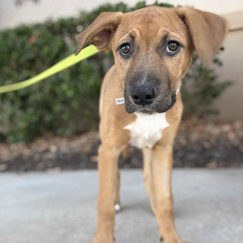 picture of the dog needing adoption