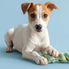 Eddie - Photo 4