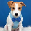 Eddie - Photo 3