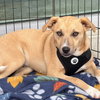 Frazier - Photo 2