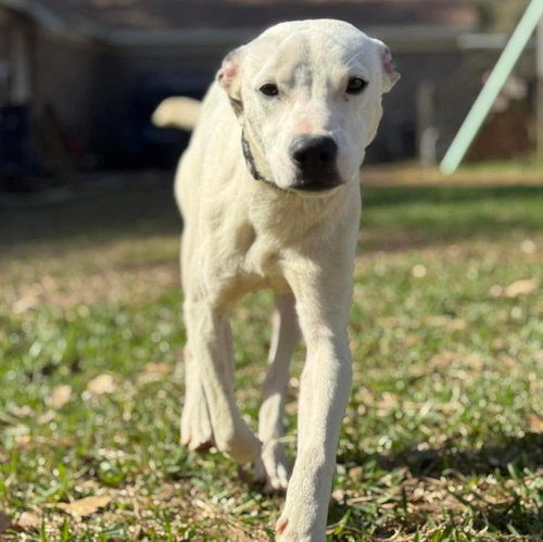 TITO - Terrier available for adoption