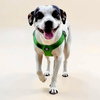Spot - Photo 6