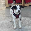 Spot - Photo 5