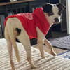 Spot - Photo 4