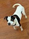 Spot - Photo 7