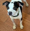 Spot - Photo 8
