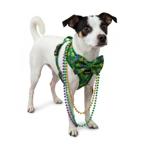 SPOT - Terrier available for adoption