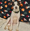 Spot - Photo 1