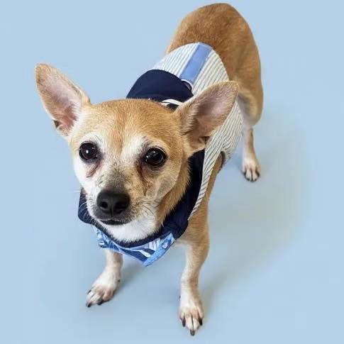 picture of the dog needing adoption