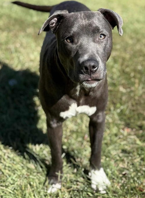 picture of the dog needing adoption