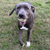 Lyra - Photo 2