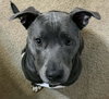 Lyra - Photo 1