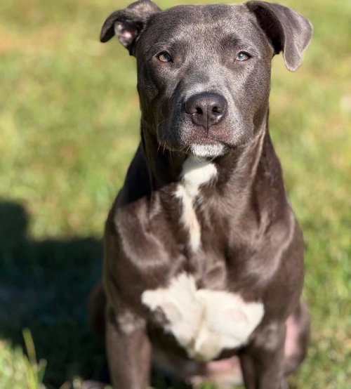 LYRA - Labrador Retriever / American Bulldog available for adoption
