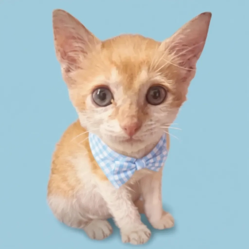 picture of the cat needing adoption