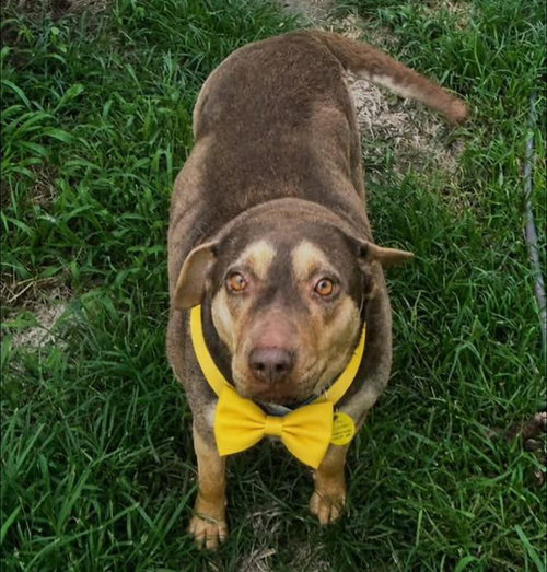 Baby, an adoptable Terrier in Mobile, AL