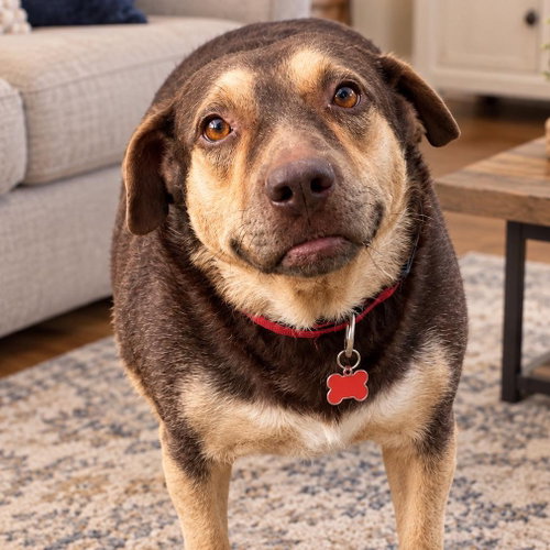 Baby, a dog for adoption from Wags and Whiskers Animal Rescue League