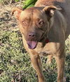 Tabitha - Photo 2