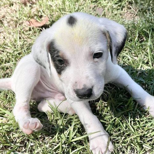 picture of the dog needing adoption