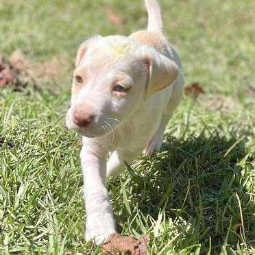 picture of the dog needing adoption