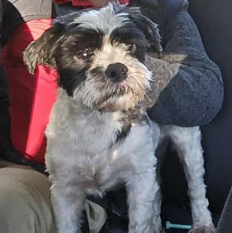 picture of the dog needing adoption