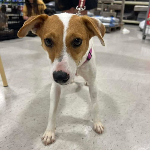 picture of the dog needing adoption