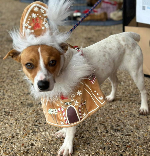 BRYLEE - Jack Russell Terrier available for adoption