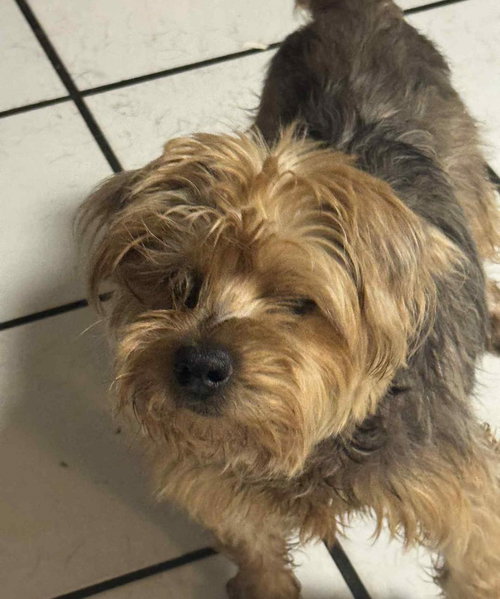 picture of the dog needing adoption