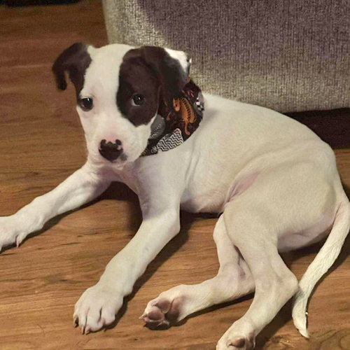 picture of the dog needing adoption