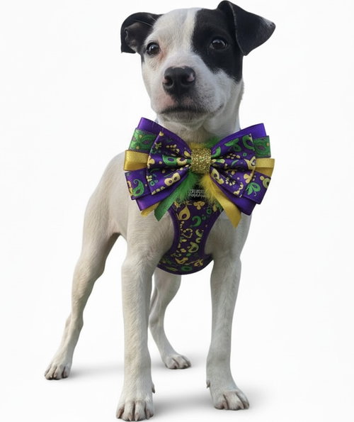 GERALD - American Bulldog / Catahoula Leopard Dog available for adoption