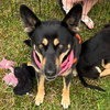 Daisy - Photo 1