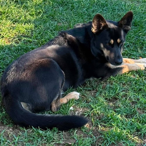 Daisy, an adoptable German Shepherd Dog in Mobile, AL