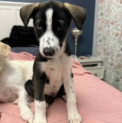 picture of the dog needing adoption