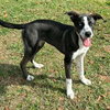 Murphy - Photo 4