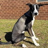 Murphy - Photo 3