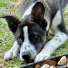 Murphy - Photo 2