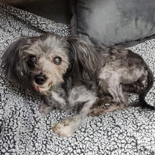 picture of the dog needing adoption