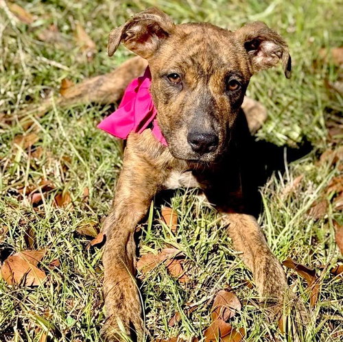 picture of the dog needing adoption