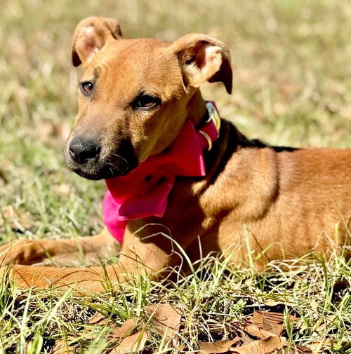 picture of the dog needing adoption