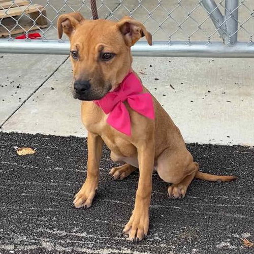 AUTUMN - Black Mouth Cur available for adoption