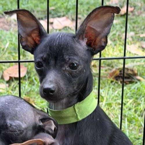 picture of the dog needing adoption