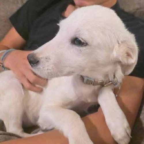 picture of the dog needing adoption