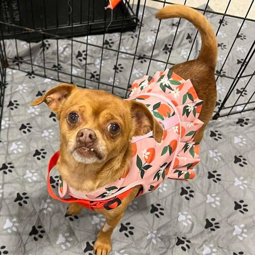 picture of the dog needing adoption