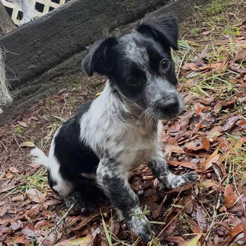 picture of the dog needing adoption