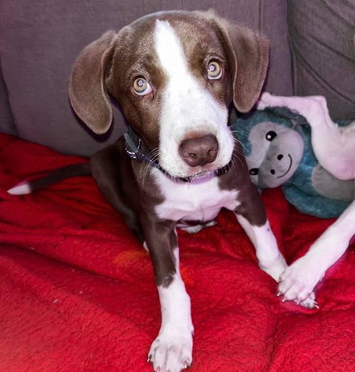picture of the dog needing adoption