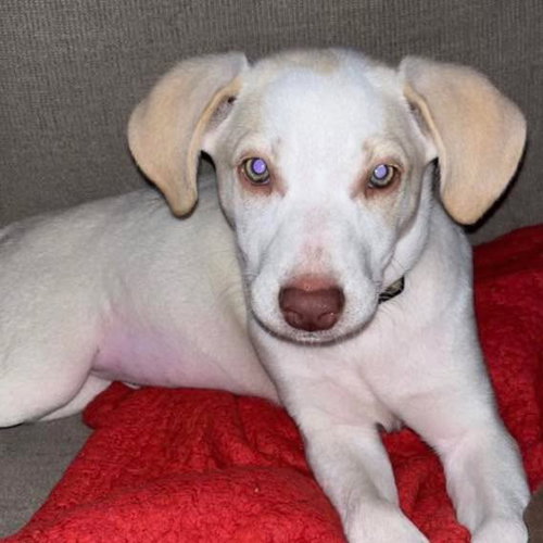 picture of the dog needing adoption