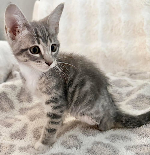picture of the cat needing adoption